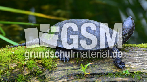 Europäische Sumpfschildkröte_1.jpg